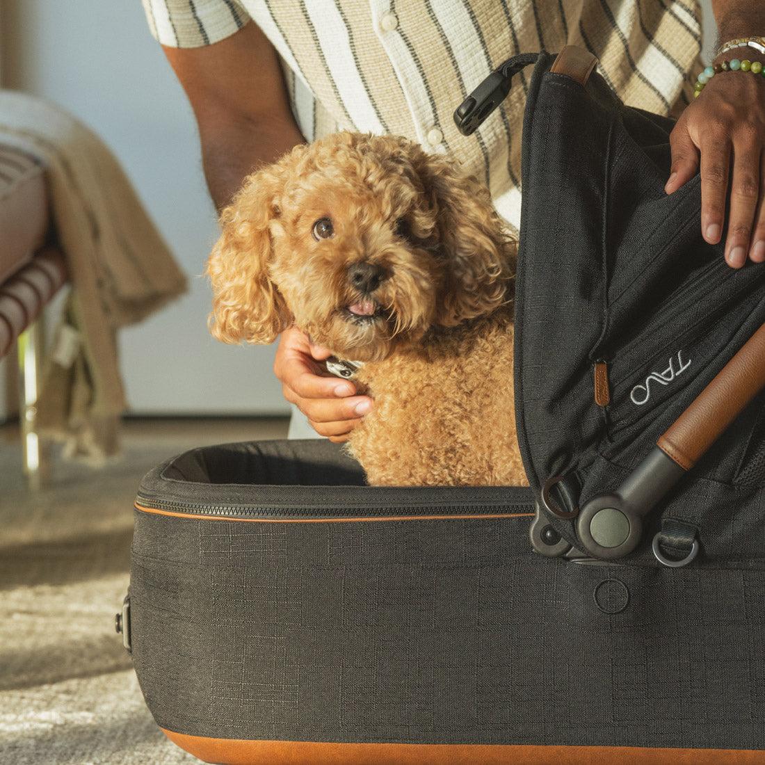 Tavo Pets by Nuna  Premium Pet Gear Collection | Posh Baby